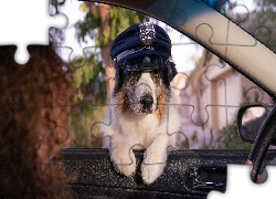 Pies, Owczarek australijski, Czapka policyjna
