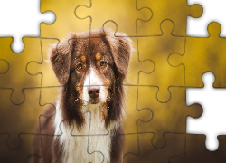 Owczarek australijski, Australian shepherd, Sylwetka, Mordka