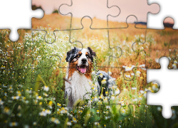 Owczarek australijski, Australian shepherd, Łąka