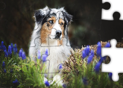 Owczarek australijski, Australian shepherd, Szafirki