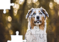 Owczarek australijski, Australian shepherd