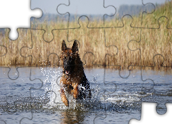 Pies, Owczarek niemiecki, Jezioro, Woda, Szuwary