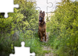 Pies, Owczarek niemiecki, Ścieżka, Krzewy