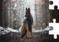 Pies, Owczarek niemiecki, Ścieżka, Drzewa, Śnieg
