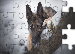 Pies, Owczarek niemiecki, Mordka, Drzewo, Śnieg