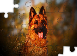 Pies, Owczarek niemiecki, Język, Spojrzenie
