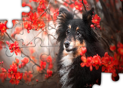 Pies, Owczarek szetlandzki, Czerwone, Kwiaty