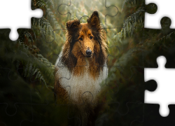 Pies, Owczarek szkocki długowłosy, Paprocie