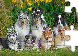 Psy, Owczarki szetlandzkie, Border collie, Wianki, Kwiaty