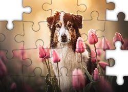 Pies, Owczarek australijski, Shepherd, Brązowo biały, Kwiaty, Tulipany różowe