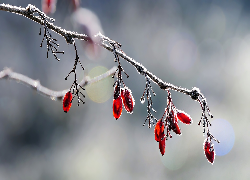 Oszroniona, Gałązka, Berberys