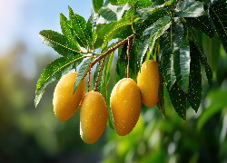 Mango, Owoce, Gałąź, Liście, Grafika AI