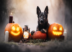 Pies, Dynie, Latarnia, Świeca, Dym, Halloween