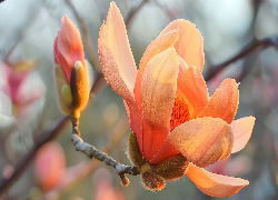 Magnolia, Kwiat, Pąk, Gałązka