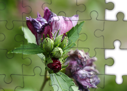 Różowe, Kwiaty, Pąki