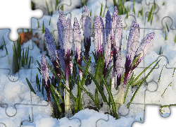 Kwiaty, Biało-fioletowe, Krokusy, Śnieg