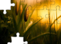 Kwiaty, Pączki, Rośliny