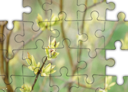 Roślina, Pąki, Gałązka