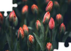 Pąki, Tulipany