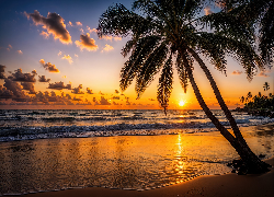 Plaża, Palmy, Morze, Zachód słońca, Grafika