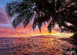 Stany Zjednoczone, Hawaje, Maui, Morze, Plaża, Palmy, Zachód słońca