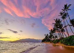 Morze, Plaża, Palmy, Wybrzeże, Hawaje, Maui, Stany Zjednoczone