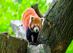 Czerwona panda, Pandka ruda, Drzewo