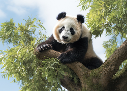 Panda wielka, Drzewo, Grafika 2D