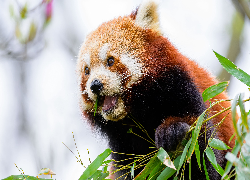 Pandka ruda, Czerwona panda, Liście