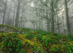 Las, Drzewa, Paprocie, Mgła