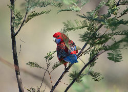 Papuga, Rozella królewska, Gałęzie