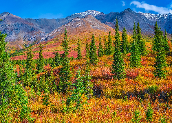 Stany Zjednoczone, Alaska, Park Narodowy Denali, Góry, Jesień, Drzewa