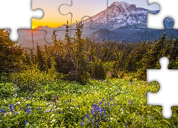 Park Narodowy Mount Rainier, Góry, Drzewa, Kwiaty, Łubin, Promienie słońca, Stan Waszyngton, Stany Zjednoczone