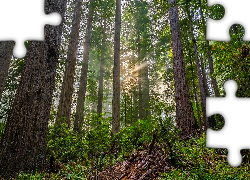 Las, Drzewa, Przebijające światło, Mgła, Rośliny, Paprocie, Park Narodowy Redwood, Kalifornia, Stany Zjednoczone