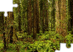 Stany Zjednoczone, Stan Kalifornia, Park Narodowy Redwood, Drzewa, Sekwoje, Paprocie