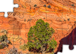 Skały, Drzewo, Rośliny, Park Narodowy Zion, Stan Utah, Stany Zjednoczone