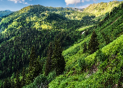 Góry, Rottenmanner und Wolzer Tauern, Niskie Taury, Drzewa, Wzgórza, Austria