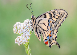 Motyl, Paź królowej, Biała, Roślina, Makro