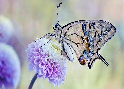 Motyl, Paź królowej, Kwiat, Fioletowy, Makro