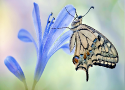 Motyl, Paź królowej, Kwiat, Niebieski