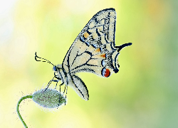 Motyl, Paź królowej, Pąk