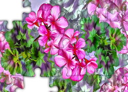 Kwiaty, Pelargonie, Liście, Grafika