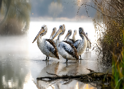 Pelikany, Jezioro, Zarośla, Grafika AI