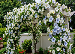 Kwiaty, Pergola, Płot, Grafika AI