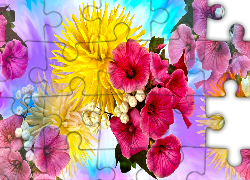 Kwiaty, Petunia, Chryzantema, Grafika