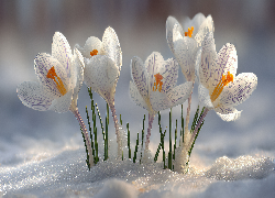 Białe, Krokusy, Śnieg, Grafika AI, Kwiaty