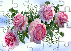 Kwiaty, Różowe, Róże, Jasne tło, Grafika
