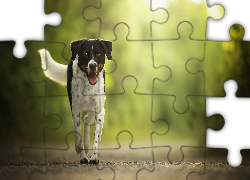 Biegnący, Pies, Mordka