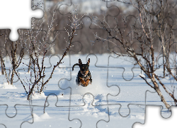 Zima, Pies, Śnieg, Krzewy