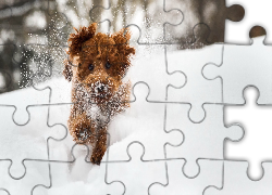 Śnieg, Biegnący, Pies